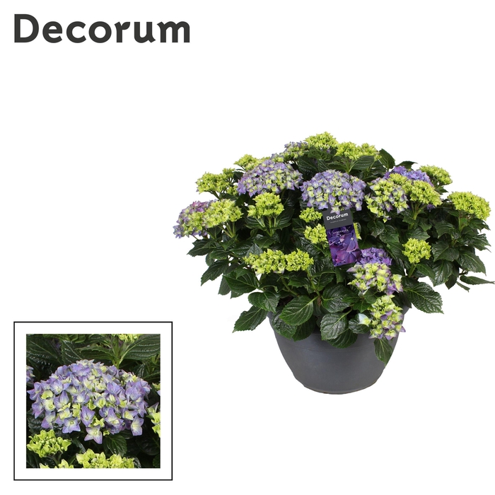 <h4>Hydrangea blauw (Decorum)</h4>