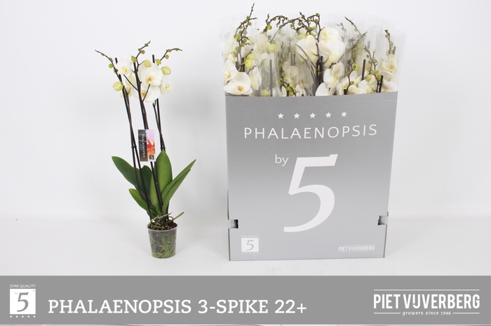 <h4>PHAL OV WIT</h4>