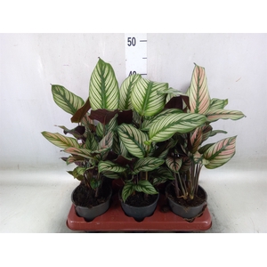Calathea   ...