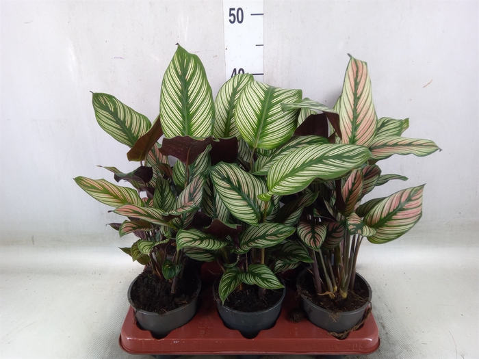 <h4>Calathea   ...</h4>