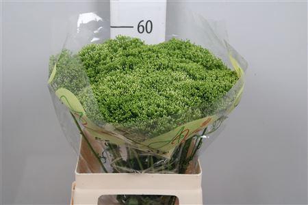 <h4>Trach Lake Powell</h4>