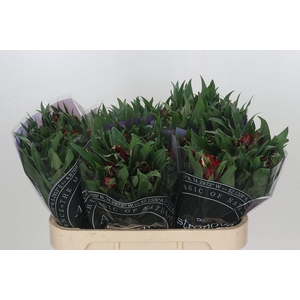 Alstroemeria Astronova Rigel