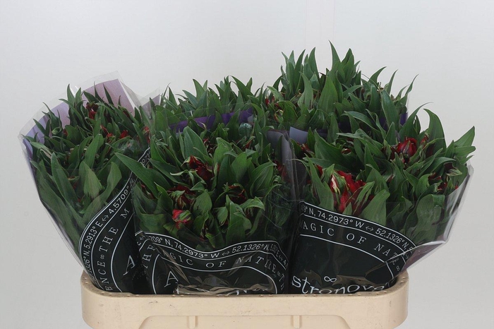 <h4>Alstroemeria Astronova Rigel</h4>