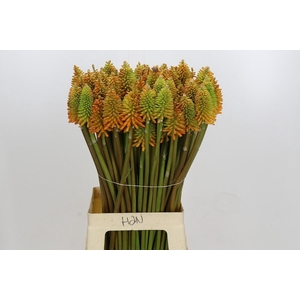 Kniphofia Eycone Peach