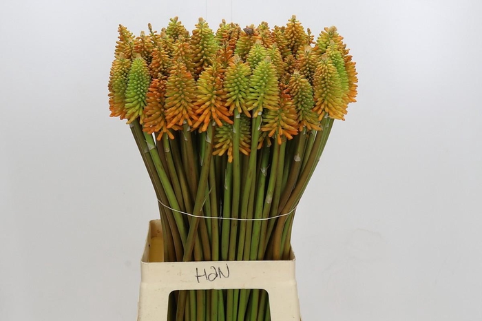 <h4>Kniphofia Eycone Peach</h4>