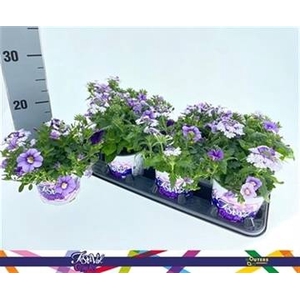 PERKPL GEM IN POT