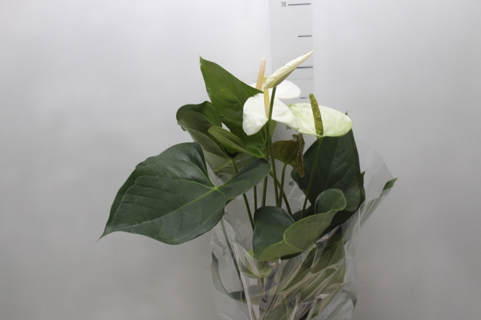 <h4>ANTHURIUM SUMI P17</h4>