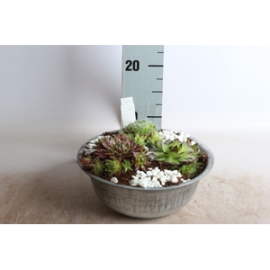 ARR SEMPERVIVUM