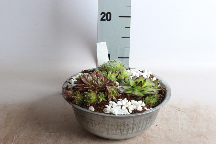 <h4>ARR SEMPERVIVUM</h4>