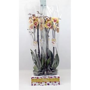 Phalaenopsis   ...