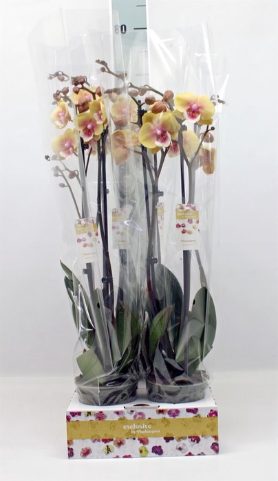 <h4>Phalaenopsis   ...</h4>