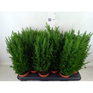 Chamaecyparis laws. 'Ellwoodii'