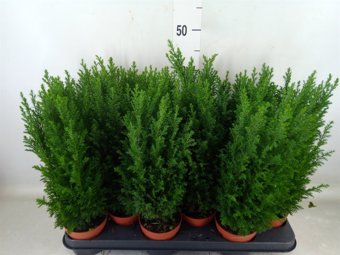 <h4>Chamaecyparis laws. 'Ellwoodii'</h4>