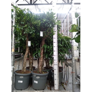 Ficus   ...