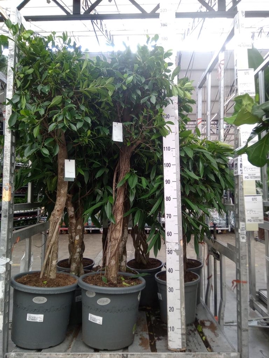 <h4>Ficus   ...</h4>