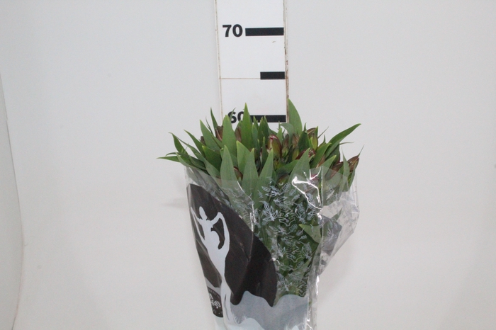 <h4>ALSTROEMERIA CHAMPAGNE 060 CM</h4>