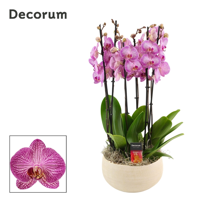 Nora 6 tak symphony purple (Deco-collection)