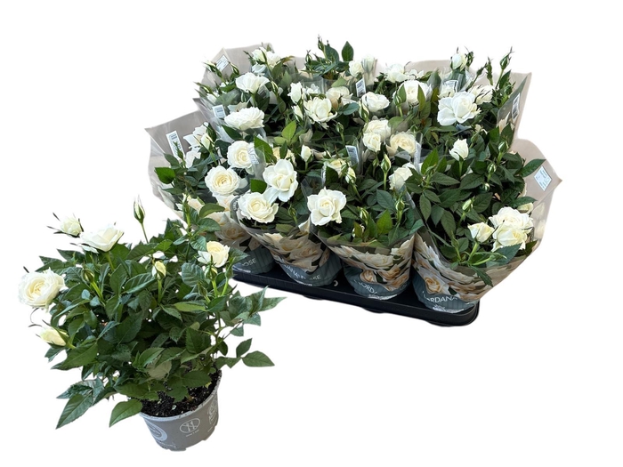 <h4>RO ABSOLUT KORDANA</h4>