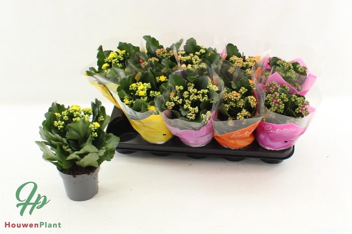 <h4>KAL GE GEM 5 KL</h4>