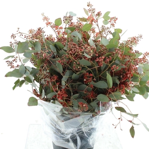 Euca Abs Red Populus Berries Bloei 300gr