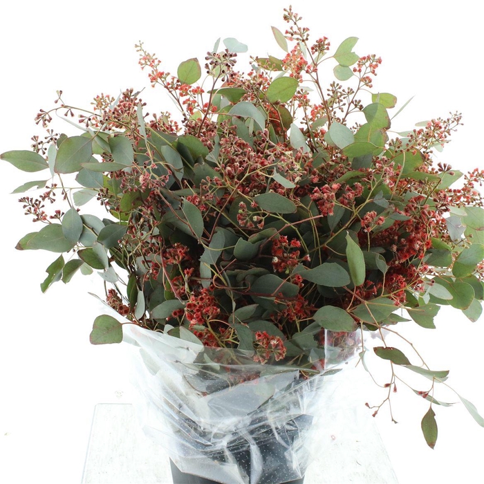 <h4>Euca Abs Red Populus Berries Bloei 300gr</h4>