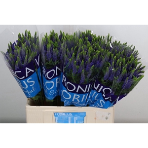 Veronica  'Clea Diana'