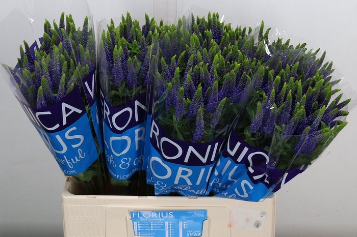 <h4>Veronica  'Clea Diana'</h4>