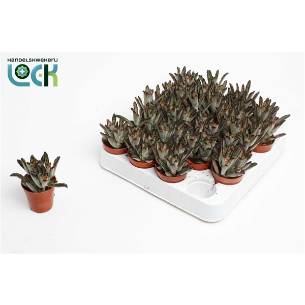 <h4>Kalanchoë Tomentosa Dark tanz</h4>