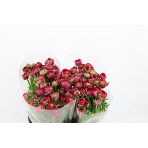 Ran Elegance Hot Pink