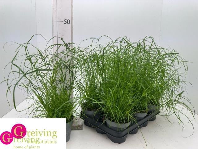 <h4>CYPER ALT ZUMULA</h4>