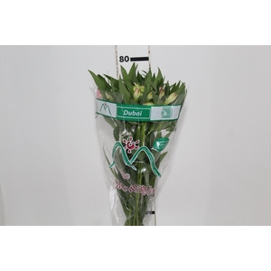ALSTROEMERIA DUBAI 080 CM