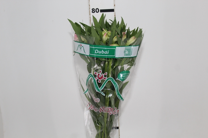 <h4>ALSTROEMERIA DUBAI 080 CM</h4>