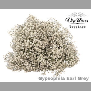 GYPS PA EARL GREY
