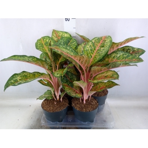 Aglaonema   ...
