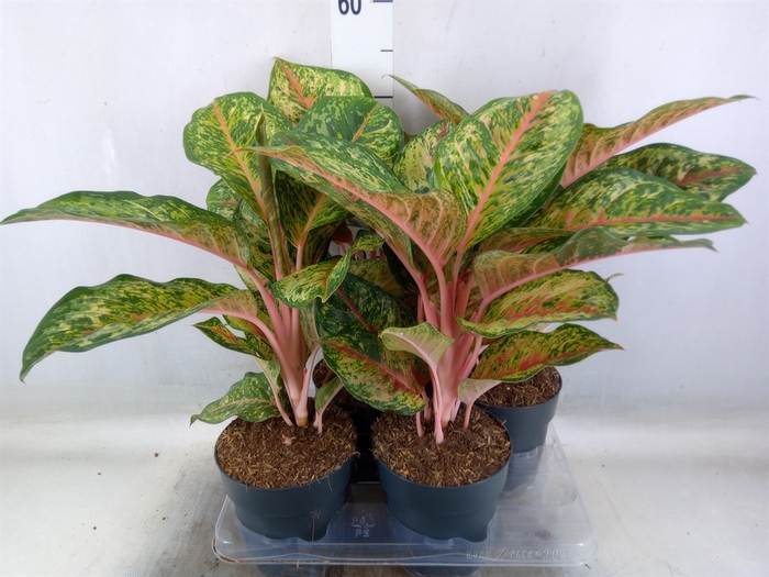 <h4>Aglaonema   ...</h4>