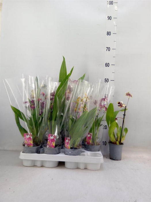 <h4>Orchideeen   ...mix</h4>