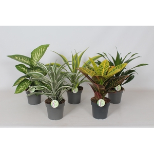 Ov Kamerplanten Gemengd