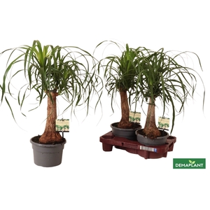 BEAUCARNEA RECUR