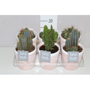 Cactus Gemengd In Terracotte Keramiek