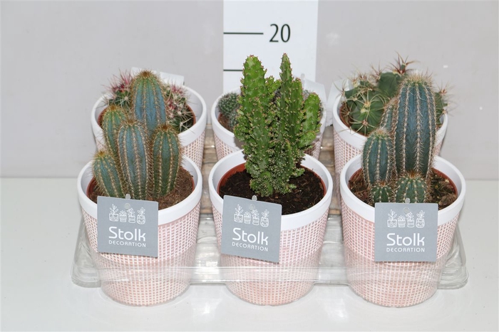 <h4>Cactus Gemengd In Terracotte Keramiek</h4>