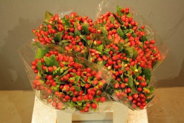 <h4>HYP MAG TRIUMPH</h4>