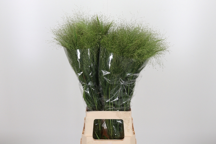 <h4>Panicum Fountain</h4>