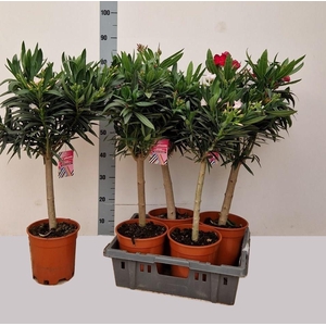NERI OLEANDER