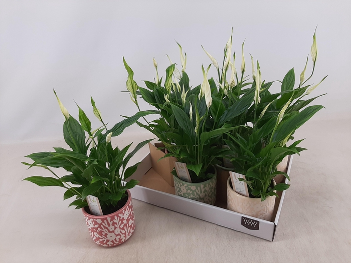 <h4>SPATH CHOPIN</h4>