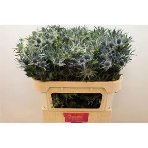 ERYN MAG BLUE LAGOON