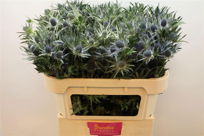 <h4>ERYN MAG BLUE LAGOON</h4>