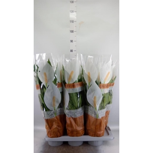 Spathiphyllum  'Sweet Chico'