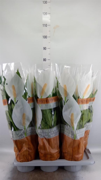 <h4>Spathiphyllum  'Sweet Chico'</h4>
