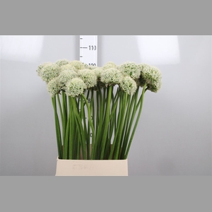 Allium White Giant
