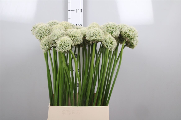 <h4>Allium White Giant</h4>